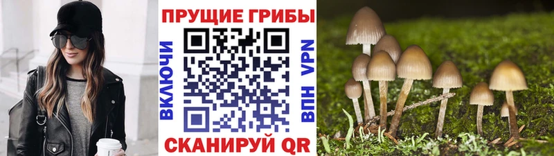 Псилоцибиновые грибы мицелий  Вичуга 